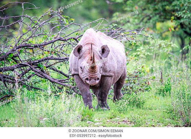 Black rhino standing in the grass and starring at the camera