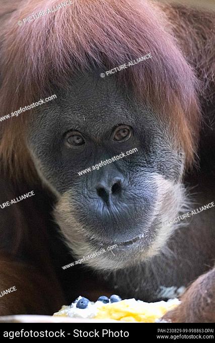 29 August 2023, Saxony, Dresden: Female orangutan Djudi sits in her enclosure at Dresden Zoo and eats a cake. The occasion is the 50th birthday of the female...