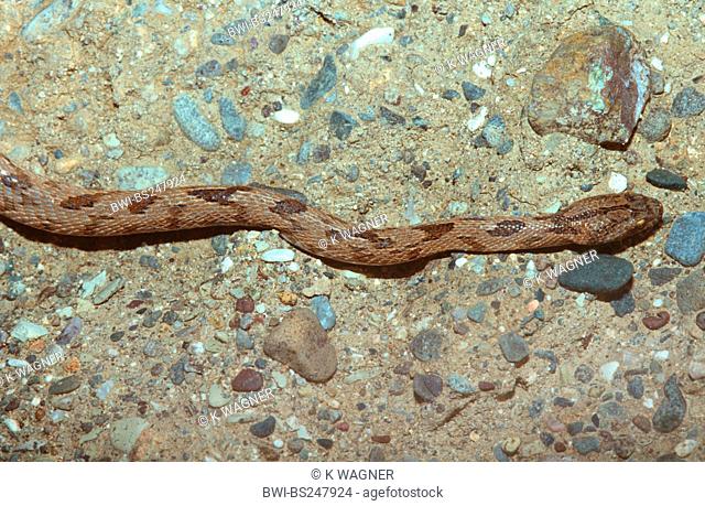 cat snake, European cat snake Telescopus fallax, creeping on the ground