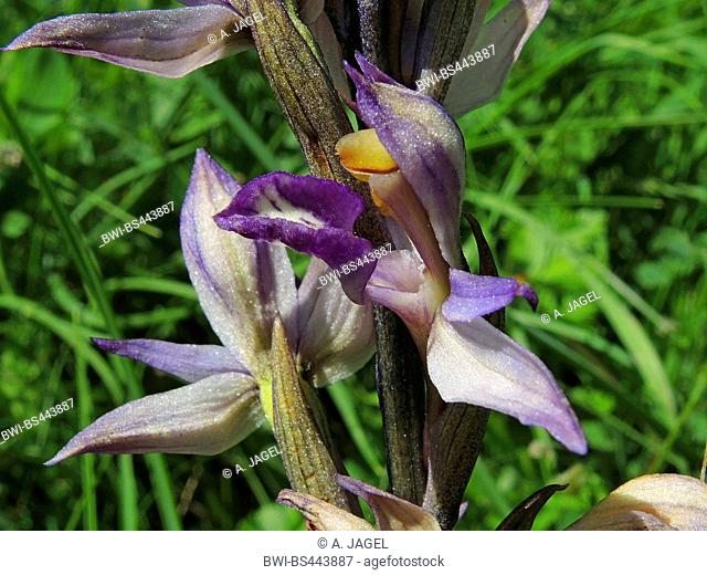 Crippled limodorum, Violet Limodore (Limodorum abortivum), flower, Germany