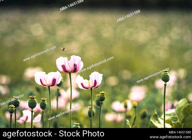 Poppy field with pink poppy flowers in sunshine, a darker flower in the middle, insect approaching, blurred background