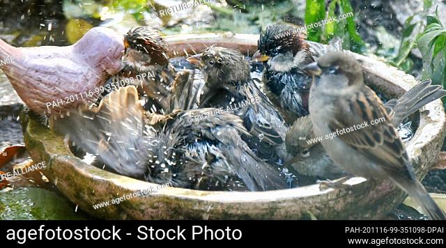 16 November 2020, Saxony, Leipzig: Sparrows bathe in a bird bath at temperatures around 12 degrees in a garden in Leipzig