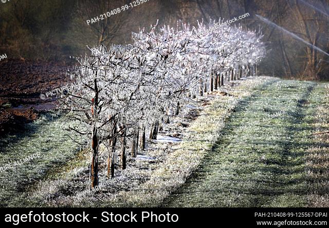 08 April 2021, Bavaria, Escherndorf: Apricot and peach trees are covered with a layer of ice after being artificially watered