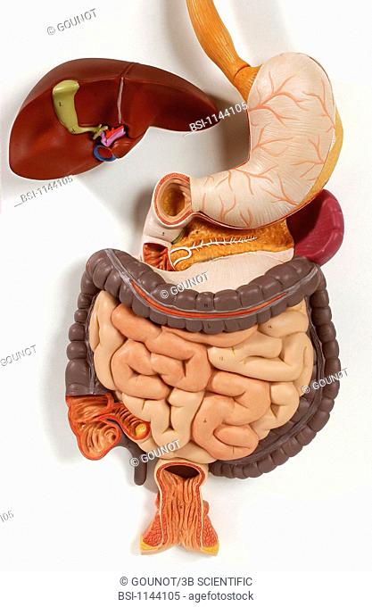 Anatomic model of the digestive tract of an adult human body anterior view. The esophagus in tan brings the alimentary bolus to the upper part of the stomach in...