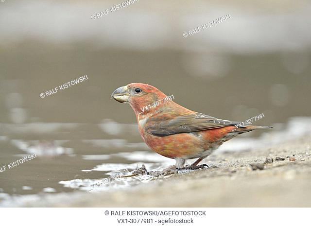Parrot Crossbill ( Loxia pytyopsittacus ), red male, drinking at a natural puddle, wildlife, Europe. .
