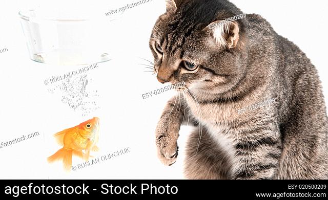 Playing cat and gold fish
