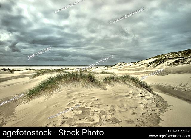 Dune landscape and knee sand near Wittdün, Wittdün, Amrum, North Frisia, North Sea, North Frisian Islands, Wadden Sea National Park