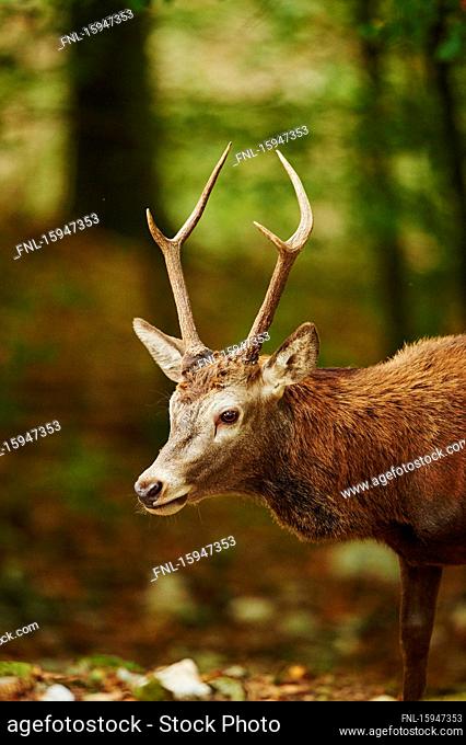 Red deer, Cervus elaphus, in forest, Bavaria, Germany, Europe