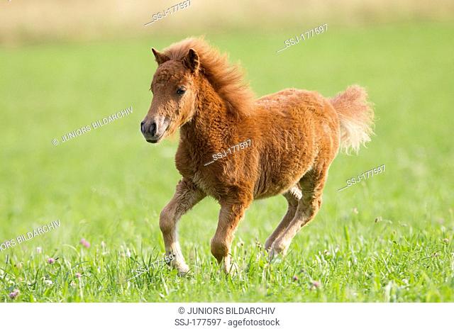 Miniature Shetland Pony. Chestnut foal galloping on a meadow