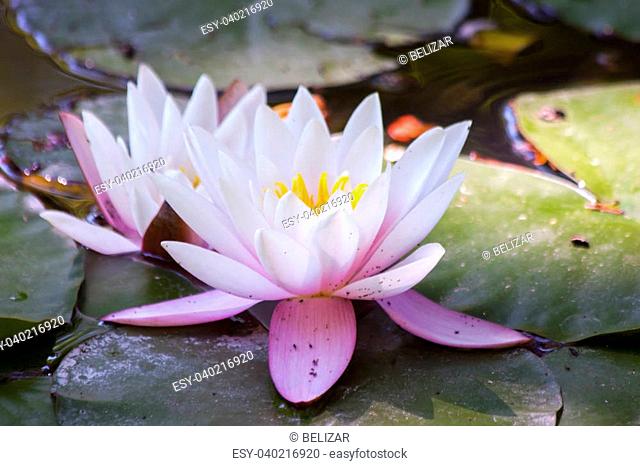 Indian lotus (Nelumbo nucifera)