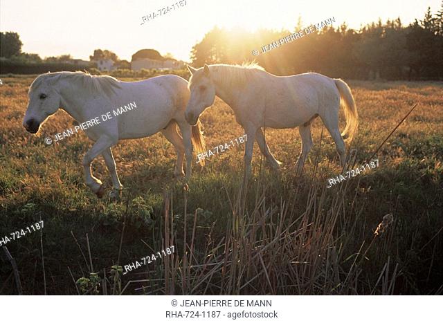 Camargue horses, La petite Camargue, in the region of Aigues-Mortes, Gard, Languedoc-Roussillon, France, Europe