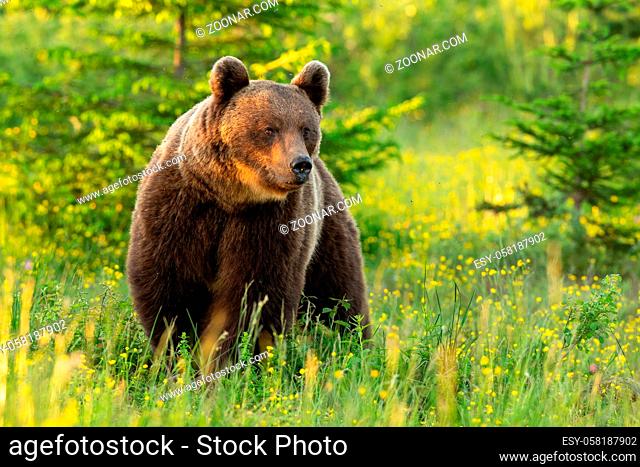 Majestic brown bear, ursus arctos, standing on meadow in summer nature at sunset. Impressive mammal looking on wildflower in summer sun