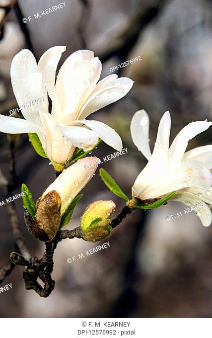 Early Star Magnolias (Magnolia Stellata), New York Botanical Garden; Bronx, New York, United States of America