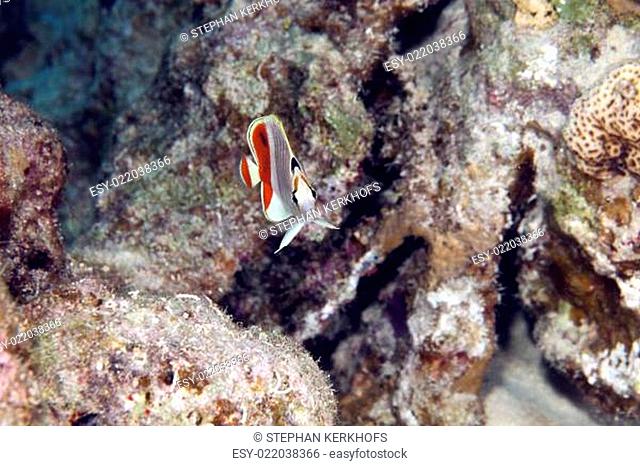 Crown butterflyfish (chaetodon paucifasciatus) in the Red Sea