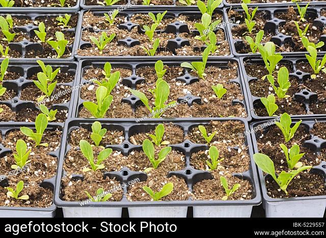 Young lettuce plants, Boston lettuce (Lactuca sativa), seedlings in plastic trays, Quebec, Canada, North America