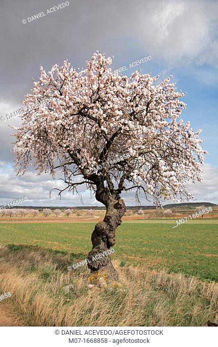 Old Almond tree in blossom, Biosfera reserve, Jubera valley, Rioja wine region, Spain