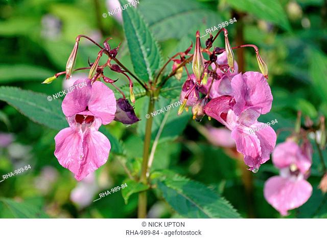 Himalayan balsam Impatiens glandulifera flowers and seed pods, Wiltshire, England, United Kingdom, Europe