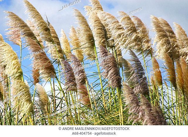 Clump of reeds, New Zealand