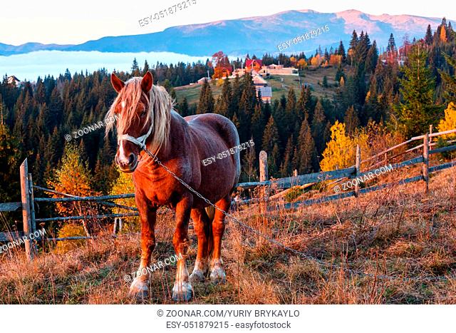 Horse and early morning misty autumn slopes of Carpathian Mountains and mountain village (Yablunytsia village and pass, Ivano-Frankivsk oblast, Ukraine)