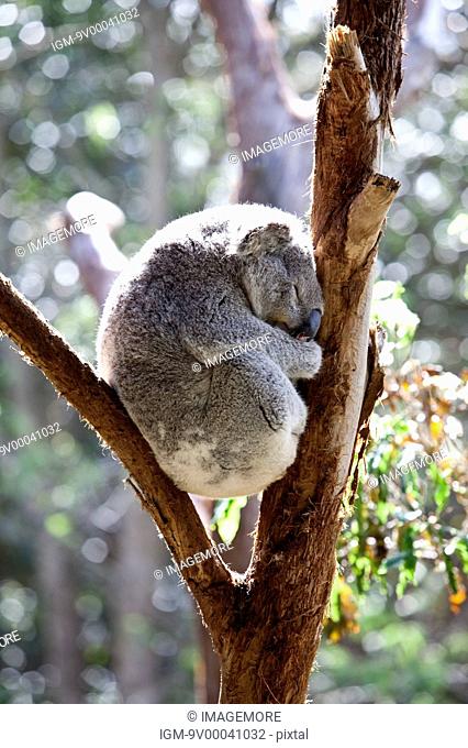 Koala sleeping in eucalyptus tree