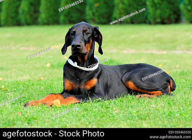Young black doberman dog close up portrait