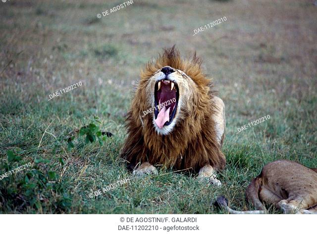 Lion (Panthera leo), Felidae