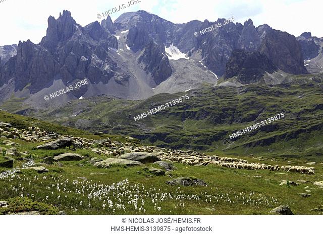 France, Hautes Alpes, Briançonnais, Claree valley, GR of country of the tour of Mont Thabor, Flock of sheep