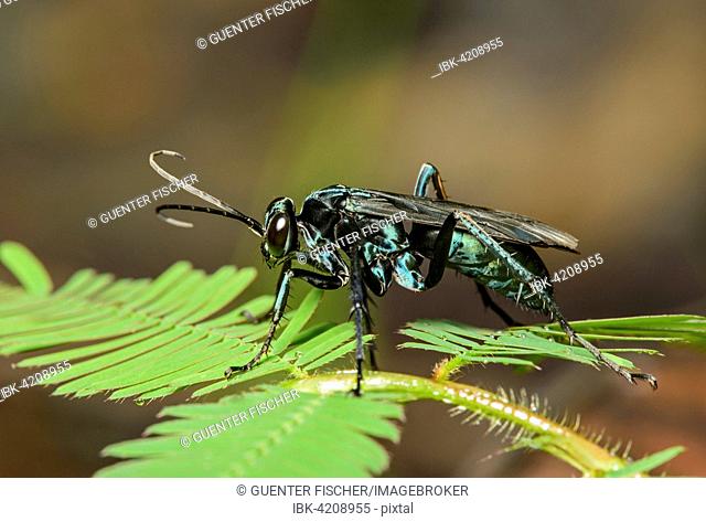 Neotropical potter wasp (Vespidae), Amazon rainforest, Yasuni National Park, Ecuador