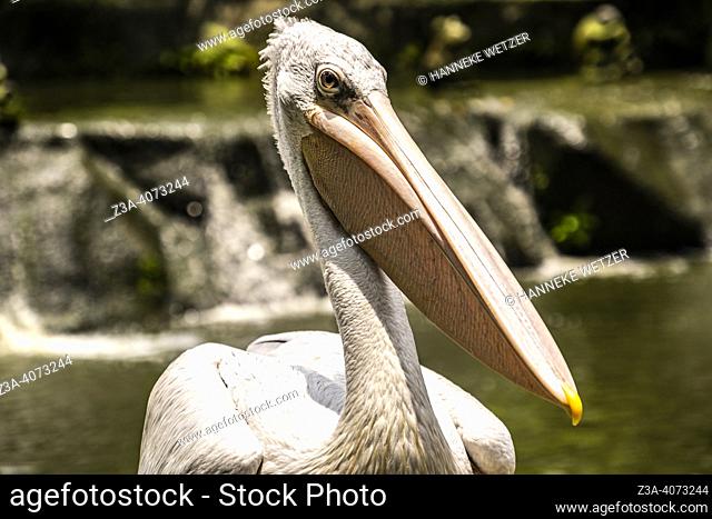 Portrait of a pelican in Malaysia, Asia