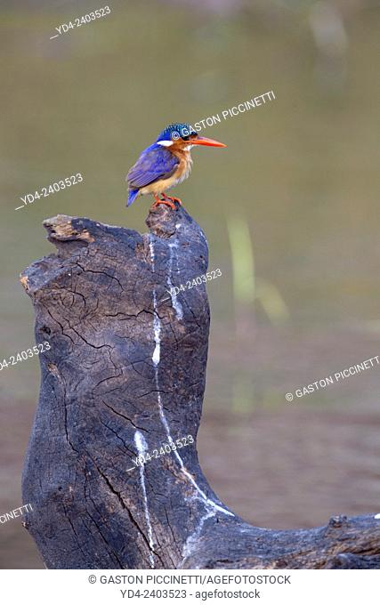 Malachite Kingfisher (Alcedo cristata), Chobe River, Chobe National Park, Botswana