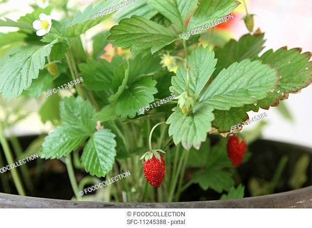 Forest strawberry plants with fruits in a flower pot