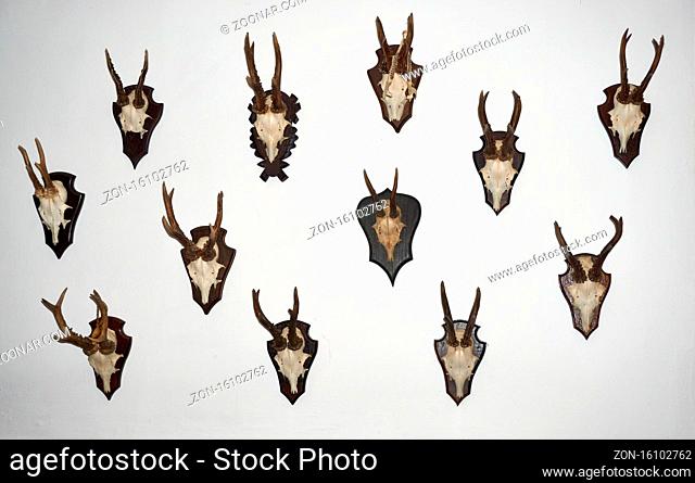 a Roe deer antlers isolated over white