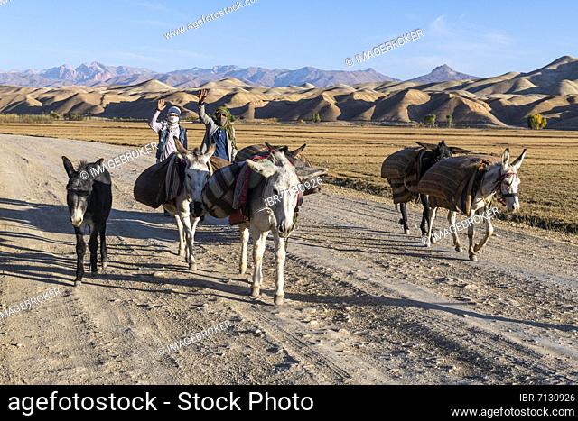 Guys with donkeys on their way home, Yaklawang, Afghanistan, Asia