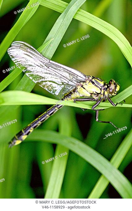 Newly emerged male Common Clubtail, Gomphus vulgatissimus clings to marsh grass in dense undergrowth  Body has colored with distinctive yellow and black...