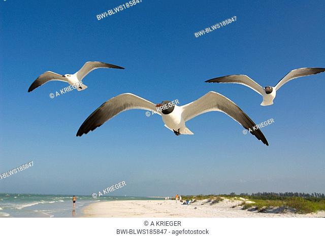 laughing gull Larus atricilla, flying flock, USA, Florida, Fort De Soto