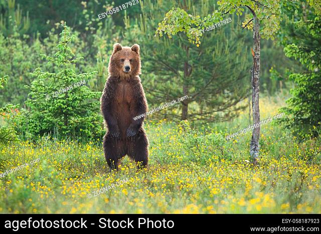 Impressive brown bear, ursus arctos, standing upright on a glade in summer forest. Majestic animal looking on two legs with copy space