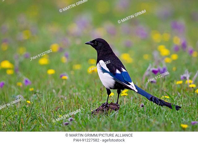 Magpie (Pica pica) standing in blooming meadow, Khuvsgul Lake, Chöwsgöl, Mongolia | usage worldwide. - /Chöwsgöl/Mongolia