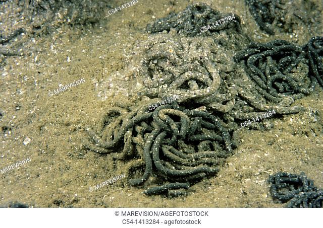 Lugworm (Arenicola marina), Eastern Atlantic, Galicia, Spain
