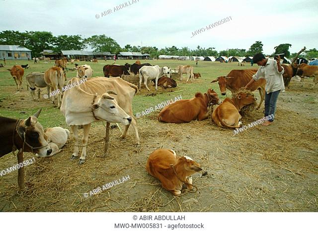 A veterinary surgeon taking care of cattle in the flood shelter centre Gaibandha, Bangladesh July 21, 2004