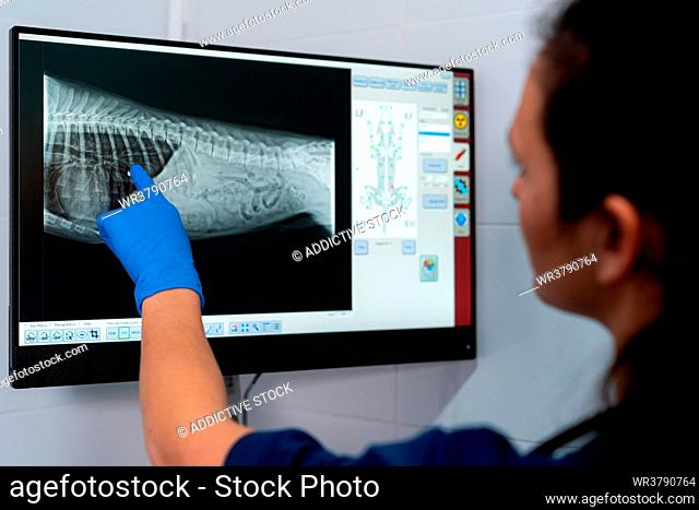 showing, x-ray image, veterinary medicine, veterinarian