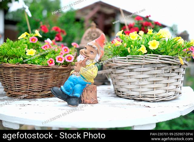 01 July 2023, Saxony, Leipzig: A garden gnome on a decorated table in a plot of the allotment garden association Schreber-Hauschild e. V