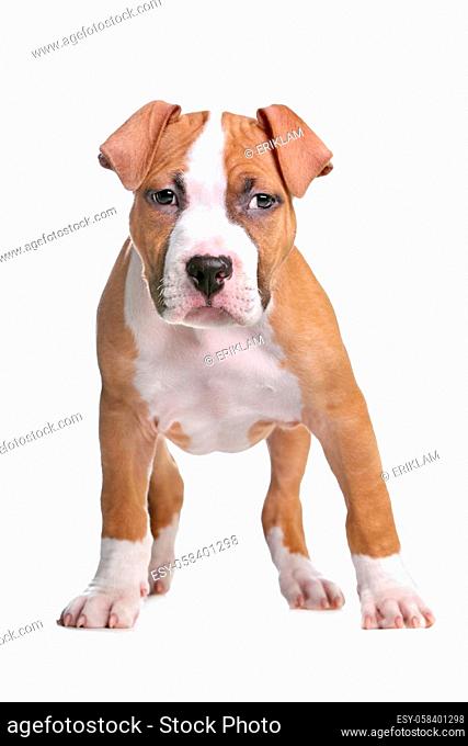 dog in front of a white background