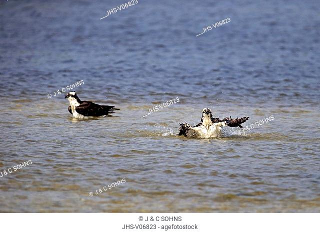Osprey, (Pandion haliaetus carolinensis), Sanibel Island, Florida, USA, Northamerica, adult couple bathing