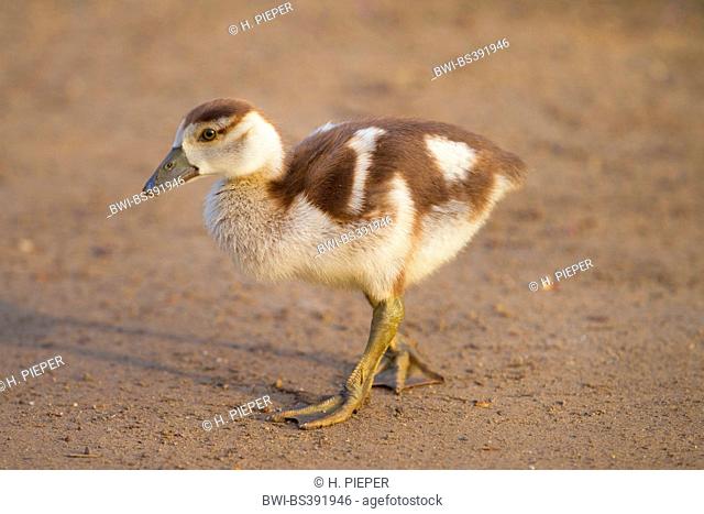 Egyptian goose (Alopochen aegyptiacus), walking goose chick, Germany, North Rhine-Westphalia