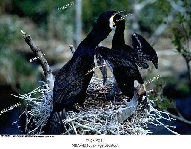 Long-tailed Cormorant, Phalacrocorax carbo, Feed