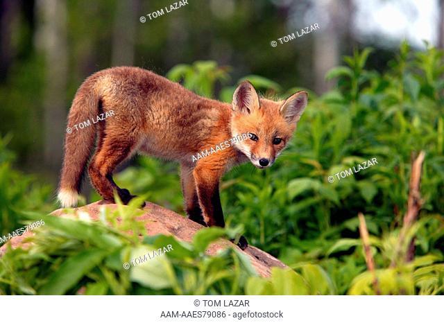 Red Fox (Vulpes Vulpes) pup standing on rock near den - Mixed Woodland - Kettle River, MN