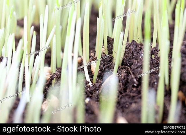 sprouted green sprouts of wheat or other cereals in black fertile soil, a closeup of the village farm