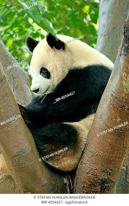 Giant Panda (Ailuropoda melanoleuca) perched on a tree, captive, Chengdu Research Base of Giant Panda Breeding or Chengdu Panda Base, Chengdu, Sichuan, China