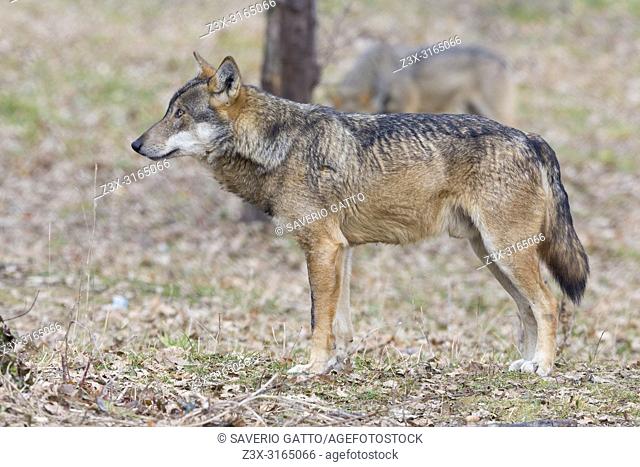 Italian Wolf (Canis lupus italicus), captive animal standing on the ground, Civitella Alfedena, Abruzzo, Italy