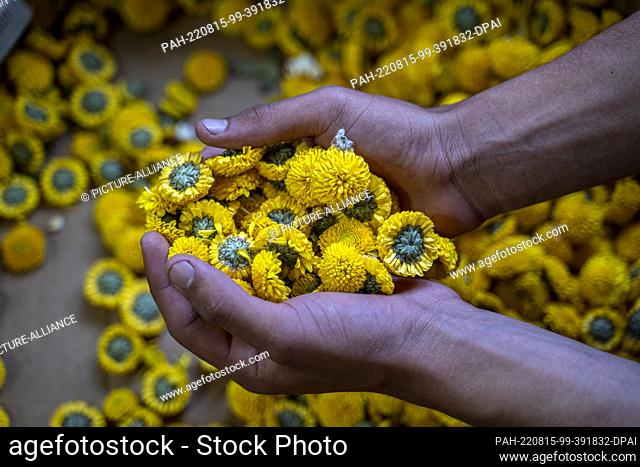 14 August 2022, Colombia, Santa Elena Antioquia: A person holds flowers in his hand while decorating a ""silleta"", an image designed with flowers